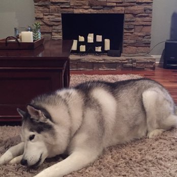 Adrian's Mobile Grooming - Our Siberian Husky Cosmo loves Adrain's mobile pet grooming!! - Pet Groomers Near Me - Livermore, California