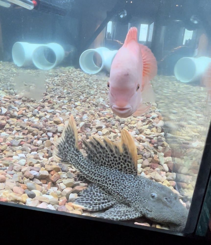 Fishy Business Image