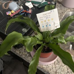 Example of one of their plants with marked notes Example of one of their plants with marked notes