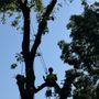 Photo of Reddings Arborist