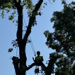 Reddings Arborist - Liquid amber removal. The tree was becoming a liability for the apartment complex. So we had the honors to remove and grind the stump.