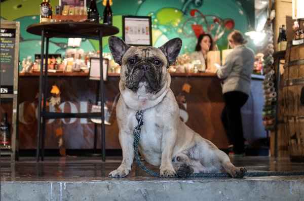 The Butler Café by null