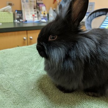 Dakota Veterinary Center - Sassy little Luna - Veterinarians Near Me - White Plains, New York Dakota Veterinary Center - Sassy little Luna - Veterinarians Near Me - White Plains, New York
