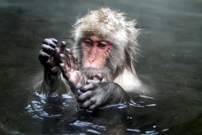 Jigokudani Yaen-Koen by null