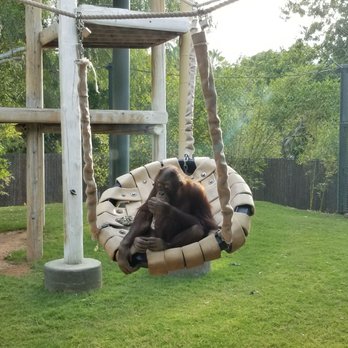 Phoenix Zoo - Orangutans are so much fun to visit! - Zoos Near Me - Phoenix, Arizona Phoenix Zoo - Orangutans are so much fun to visit! - Zoos Near Me - Phoenix, Arizona