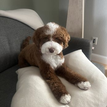 Groomz by Gabz - Pet Groomers Near Me - Pleasant Hill, California Groomz by Gabz - Pet Groomers Near Me - Pleasant Hill, California
