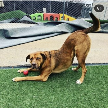 Canis Kidz Academy - Pet Training Near Me
