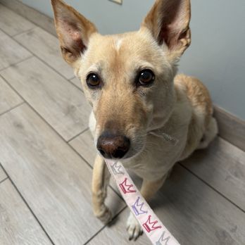 Green Valley Veterinary Clinic - Peggy June before she crossed the rainbow bridge - Veterinarians Near Me - Yucaipa, California