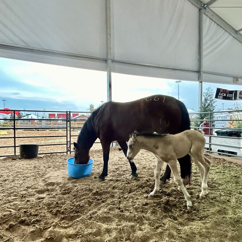 Frost Bank Center - Horses - Stadiums & Arenas Near Me - San Antonio, Texas Frost Bank Center - Horses - Stadiums & Arenas Near Me - San Antonio, Texas