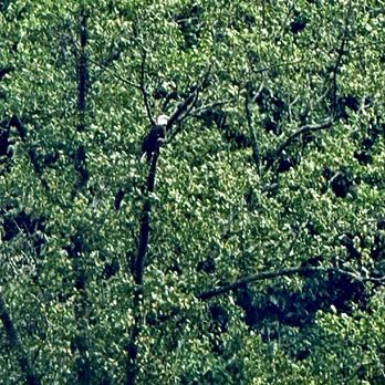 Breezewood Adventures - Bald eagle along the trough. - Rafting/Kayaking Near Me - Moorefield, West Virginia