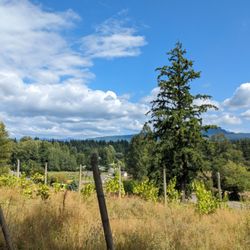 Vartanyan Estate Winery - View from outdoor area