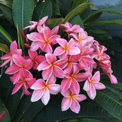 Plumerias By the Sea - My Beautiful Plumeria from Mike!