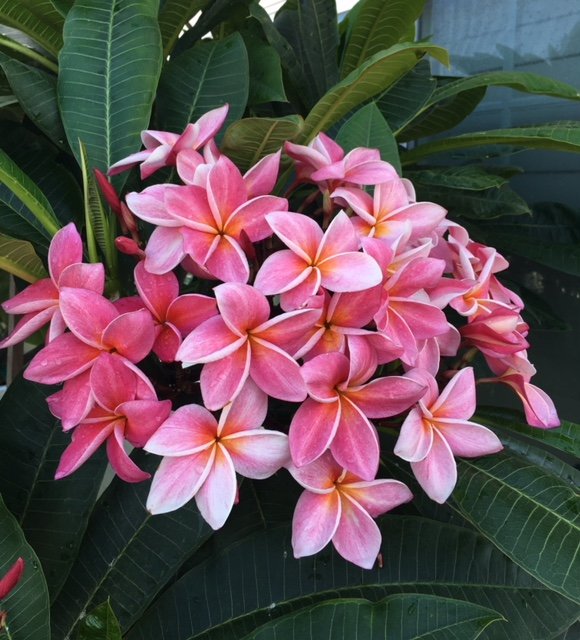 Plumerias By the Sea