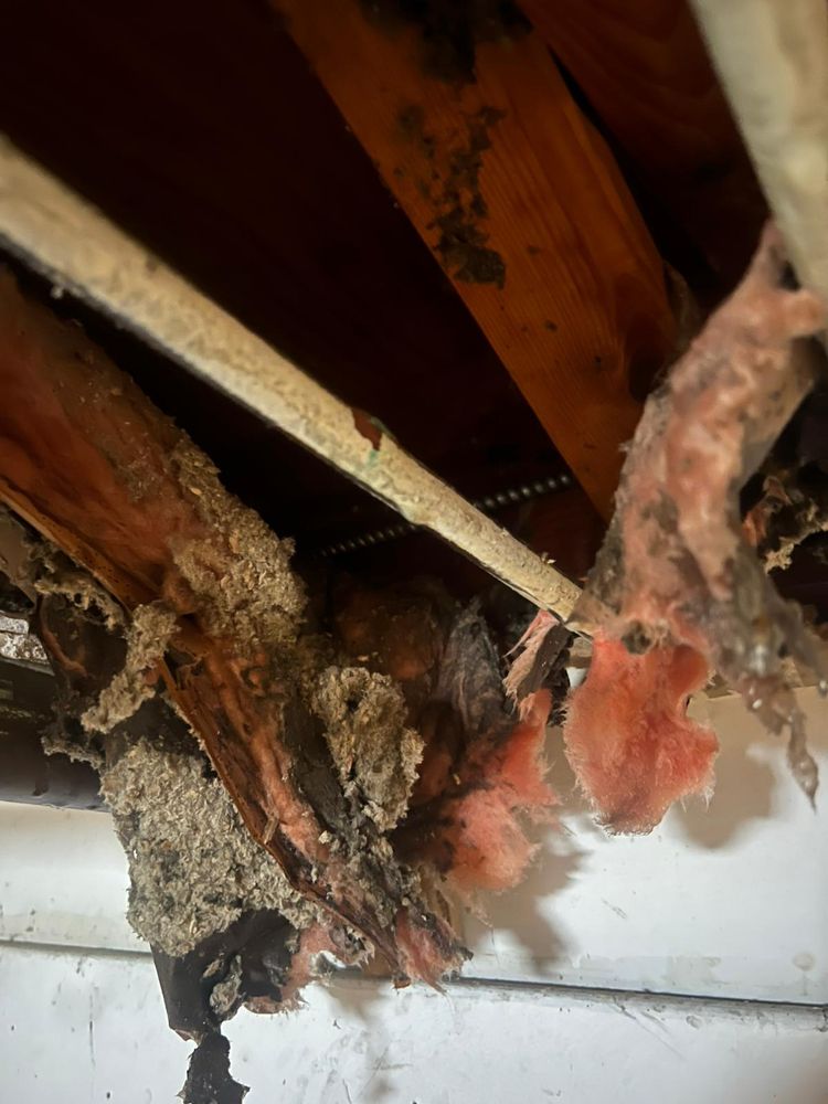 Slide of Master Rooter