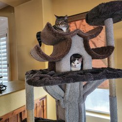 Valley Discounts - Cat Tree and Lodge!