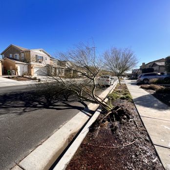 Ezra Tree Service - Fallen Tree - Tree Services Near Me Ezra Tree Service - Fallen Tree - Tree Services Near Me