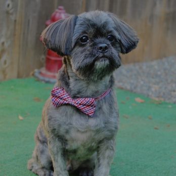Pampered Pets Spa & Boutique - Pet Groomers Near Me - Oroville, California Pampered Pets Spa & Boutique - Pet Groomers Near Me - Oroville, California