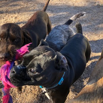 Paws Up! - Pet Training Near Me - Tucson, Arizona Paws Up! - Pet Training Near Me - Tucson, Arizona
