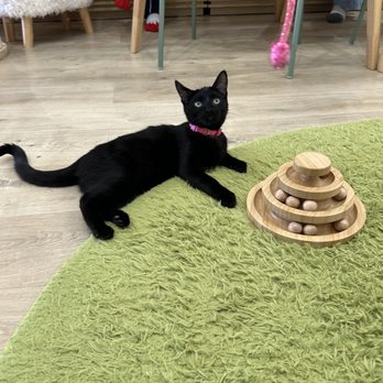 Fluffy Tail Cafe - Kitty friend - Coffee & Tea Near Me - Tustin, California