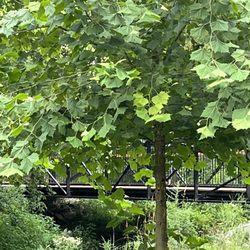 Pearson Springs Park - Walking bridge over Creek
