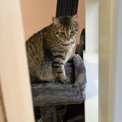 Catz N Coffee Connections