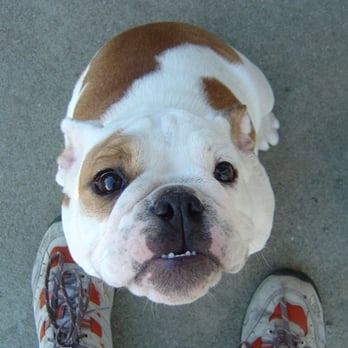 Sound Animal Services - Pet Training Near Me - Seattle, Washington Sound Animal Services - Pet Training Near Me - Seattle, Washington
