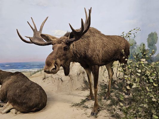 Senckenberg Nature Museum by null
