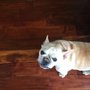 Photo of Abby’s House Petsitting