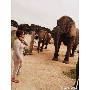 Vision Quest Ranch - Meet and greet :-) Feeding The Elephant carrots! - Bed & Breakfast Near Me - Salinas, California
