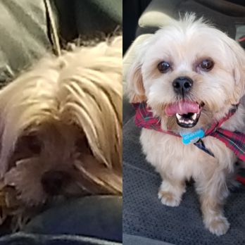 Urban Wag Pet Spa Arizona - Before and After - Pet Groomers Near Me - Phoenix, Arizona Urban Wag Pet Spa Arizona - Before and After - Pet Groomers Near Me - Phoenix, Arizona