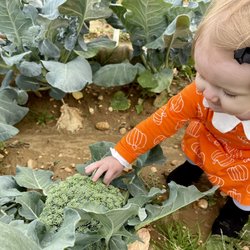 Kyle Family Farm - First "wild" broccoli