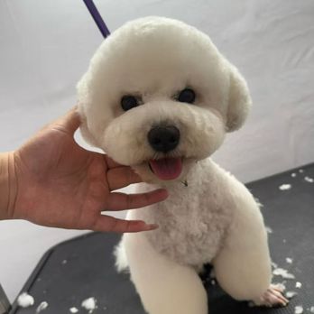 Barking pet spa - Pet Groomers Near Me - Houston, Texas Barking pet spa - Pet Groomers Near Me - Houston, Texas