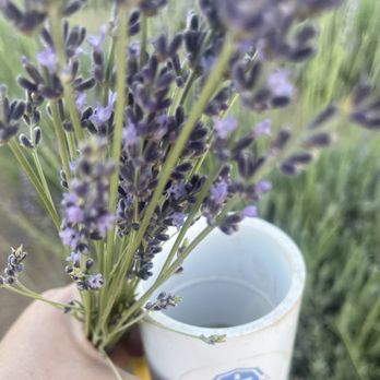 Blue Barn Lavender Farm - Tube - Pick Your Own Farms Near Me - Sage, California