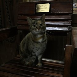 Fairhope Equestrian Center - One of the barn cats