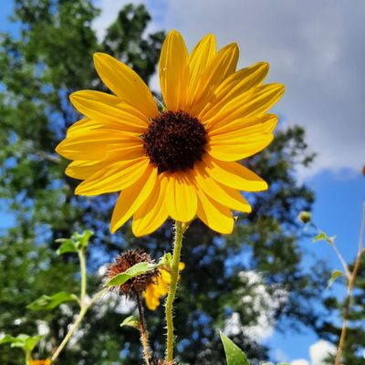 Houston Arboretum & Nature Center by null
