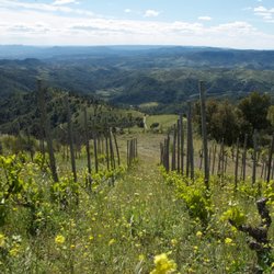 The Priorat Guide - Priorat vineyard.