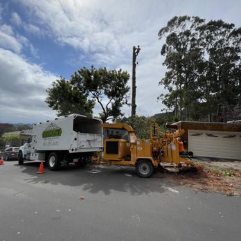 Legacy Tree Service - Tree Services Near Me - Santa Rosa, California