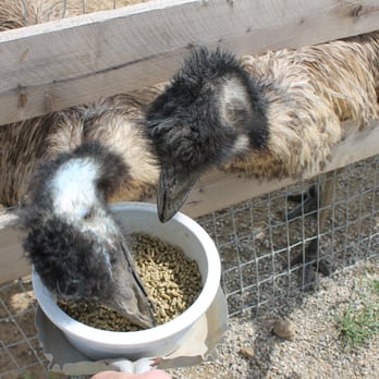 Ostrichland USA - Attraction Farms Near Me - Solvang, California