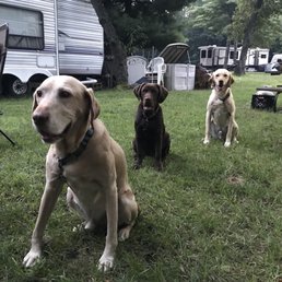 My 3 labby babies from Carol