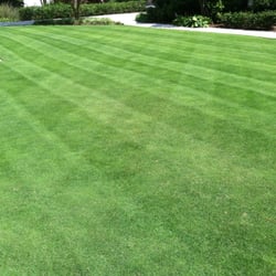 A.C.W. Landscapes - a zoysia lawn cut with reel mowers