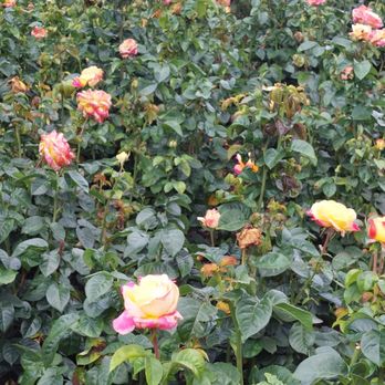 Chicago Botanic Garden - Roses - Botanical Gardens Near Me - Glencoe, Illinois Chicago Botanic Garden - Roses - Botanical Gardens Near Me - Glencoe, Illinois