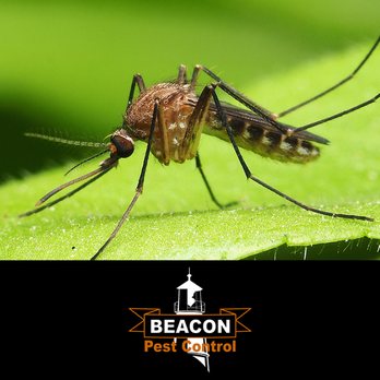 Beacon Pest Control - Pest Control Near Me - Hoquiam, Washington Beacon Pest Control - Pest Control Near Me - Hoquiam, Washington