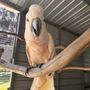 Patty’s Parrot Palace