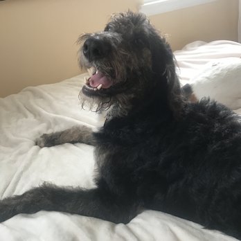 Happy Hound Philly - Pet Training Near Me Happy Hound Philly - Pet Training Near Me