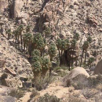 Lost Palms Oasis - Lost Palms Oasis 2 - Hiking Near Me - Twentynine Palms, California Lost Palms Oasis - Lost Palms Oasis 2 - Hiking Near Me - Twentynine Palms, California