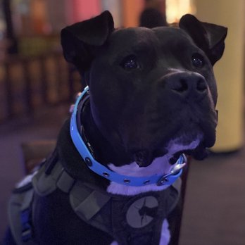 Dog Training Elite - Pet Training Near Me - Raynham, Massachusetts Dog Training Elite - Pet Training Near Me - Raynham, Massachusetts
