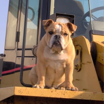 God Bless Bulldogs - Pet Services Near Me God Bless Bulldogs - Pet Services Near Me