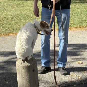 Chicago Canine Academy - Ziggy in sit and stay with squirrels running by - Pet Training Near Me - Chicago, Illinois