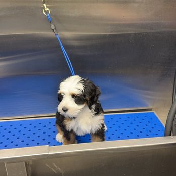 Petbar Waterside - In the tub - Pet Groomers Near Me - Fort Worth, Texas