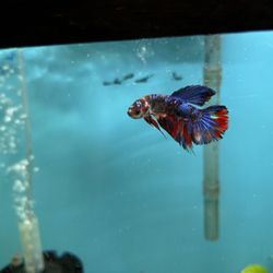 Aquatic Betta Shop